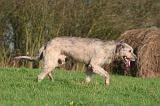 IRISH WOLFHOUND 348